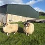 Sheep Image 5