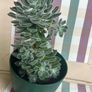 Succulent flower plant Image 2