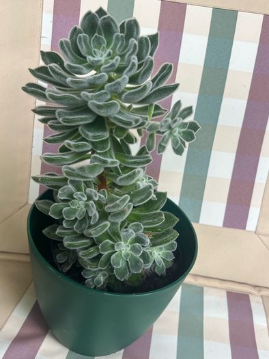 Succulent flower plant