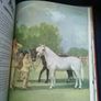 Album of Horses" by Marguerite Henry Image 6