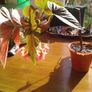 Angel Wing Begonia Plant Image 2