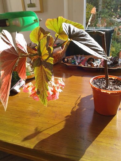 Angel Wing Begonia Plant