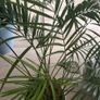 Large Indoor Areca Palm Image 3