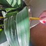 orchid. flower Image 2