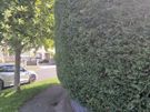PC Garden Service Skerries Image 5