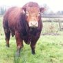 Beef bull Image 6