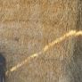 Barley Straw Image 2