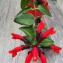 Aeschinantus Mona Lisa. Lipstick plant. House plant. Image 4