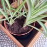 Spider Plant in Wooden Planter Image 6