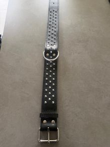 dog collar