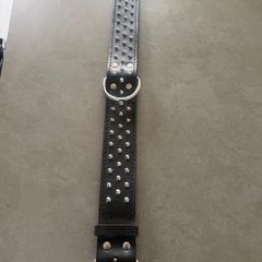 dog collar