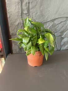 Peace Lily Indoor House Plant