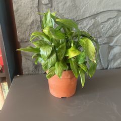 Peace Lily Indoor House Plant