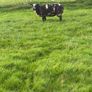 Pedigree Spotted Dutch Sheep Image 2
