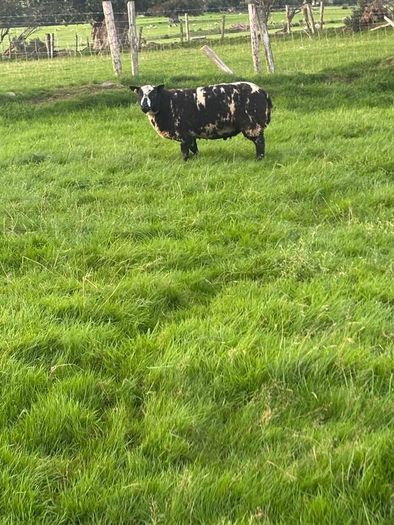 Pedigree Spotted Dutch Sheep