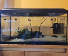 Aquarium with pump and plants