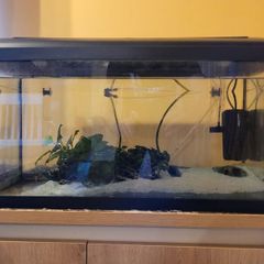 Aquarium with pump and plants