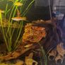 fish Image 4