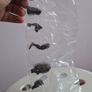 2025 Bandai HG Godzilla Destroy All Monsters Varan 1968 Gashapon 3.5" Figure Image 4