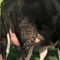 Freisan  in calf heifers