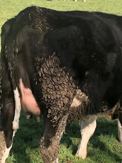 Freisan  in calf heifers