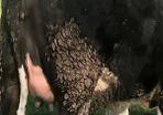 Freisan  in calf heifers