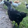 Ayam cemani rooster for sale Image 2