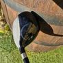 Ping 3 Wood Image 4