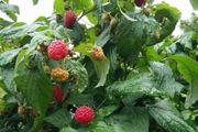 Raspberry Plant