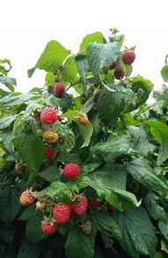 Raspberry Plant