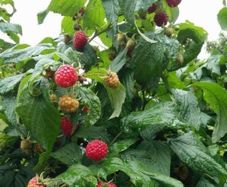Raspberry Plant