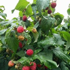 Raspberry Plant