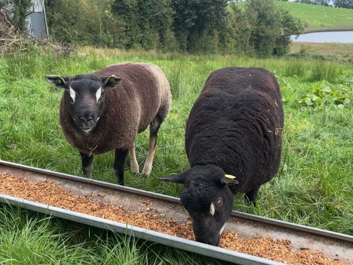 Dutch Spotted Rams & Badger Face Texel