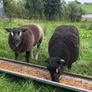 Badger Face Texel & Dutch Spotted lambs Available Image 6
