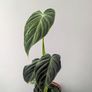 Philadendron Melano Plant Image 3