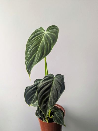 Philadendron Melano Plant
