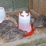 hatching quail eggs Image 7