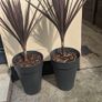 plants Image 3