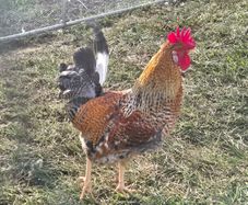Cream Legbar x Barred Rock