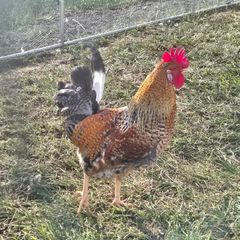 Cream Legbar x Barred Rock