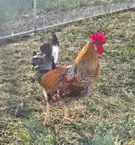 Cream Legbar x Barred Rock