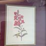 Pierre-Joseph Redoute Botanical Prints Snapdragon Raspberry Framed Pair Image 5
