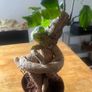 plant bonsai Image 4
