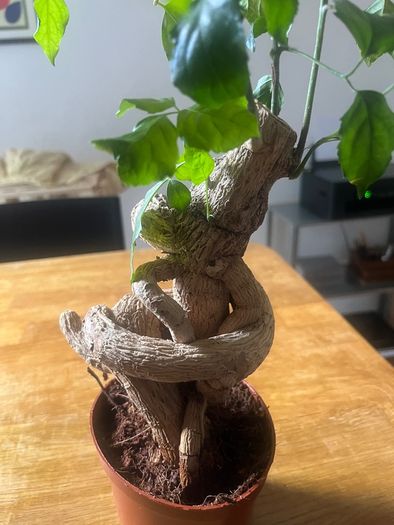 plant bonsai