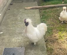 silkie rooster
