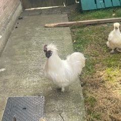 silkie rooster