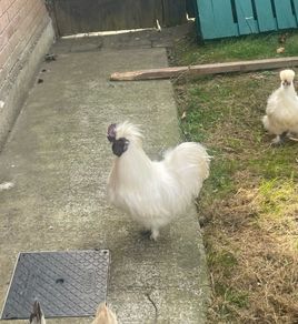 silkie rooster