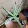 Aloe Vera Plant Image 2