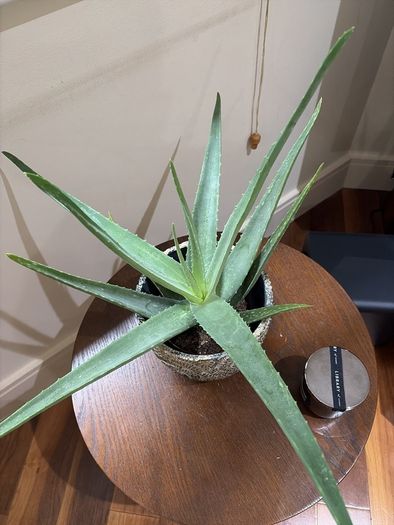 Aloe Vera Plant