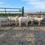 Pedigree Texel sheep Image 7